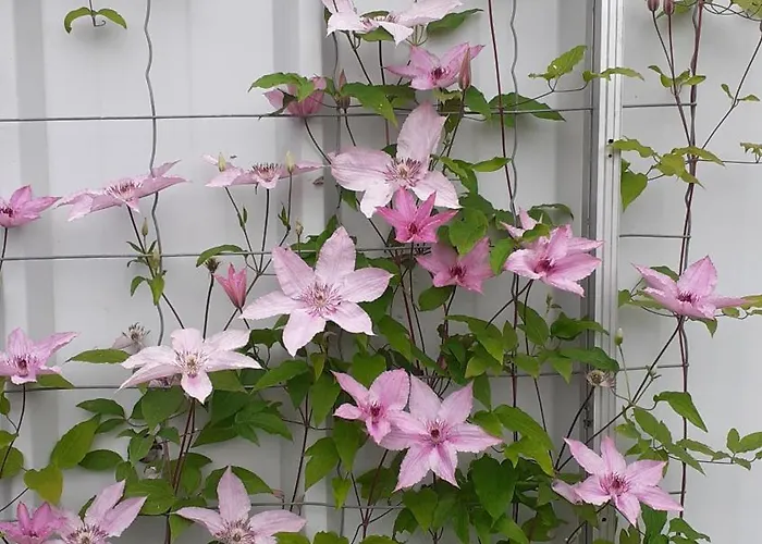 L'atelier Du Guette-loup *